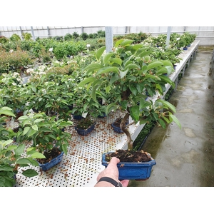 Malus halliana, pot 20cm.