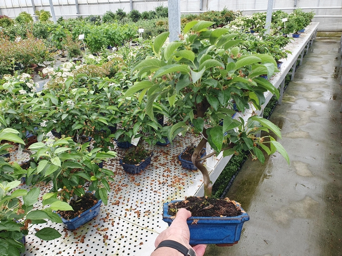 <h4>Malus halliana, pot 20cm.</h4>