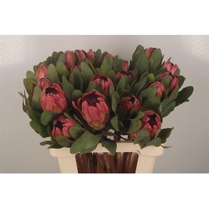 PROTEA SYLVIA