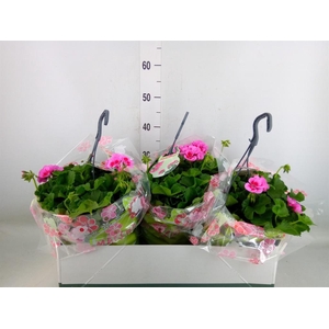 Pelargonium p.x z. 'Marcada'  ..mix