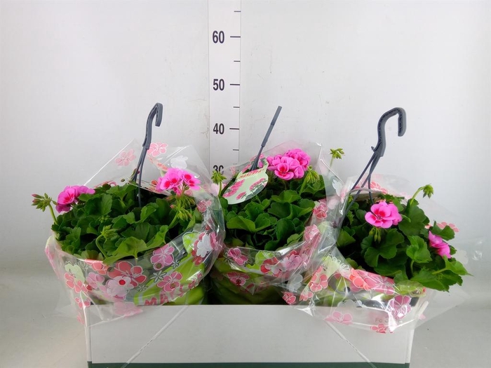 <h4>Pelargonium p.x z. 'Marcada'  ..mix</h4>