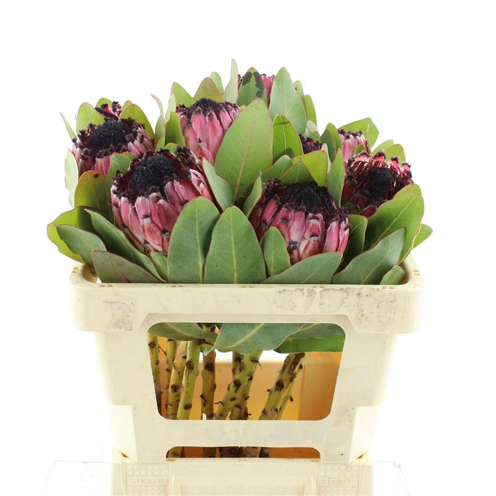 <h4>PROTEA M MOUNT QUEEN</h4>
