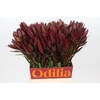 Leucadendron Saf Sunset Dark R.Spray