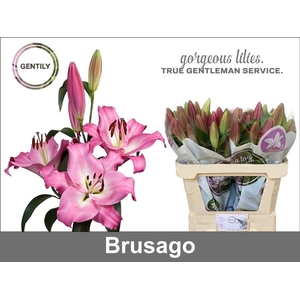 LI OT BRUSAGO