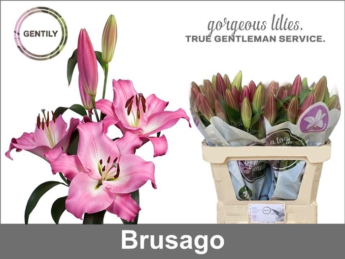 <h4>LI OT BRUSAGO</h4>