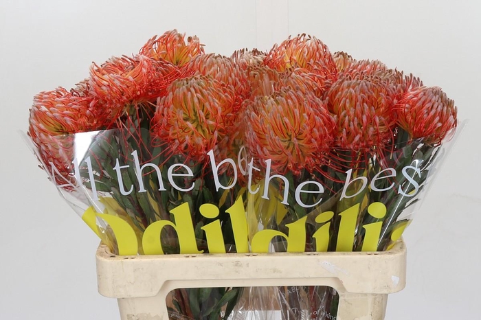 <h4>Nutans Blanche</h4>