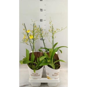 Oncidium   ...