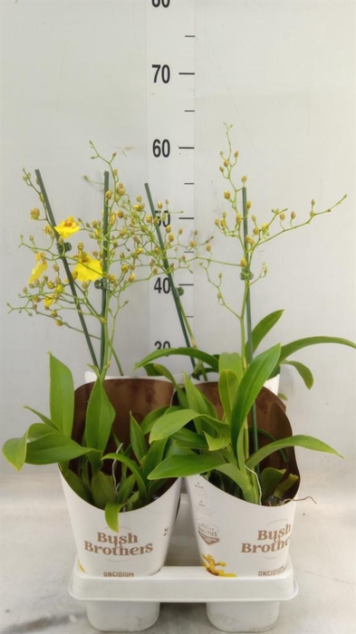 <h4>Oncidium   ...</h4>