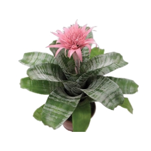 AECHMEA FASCIATA P17