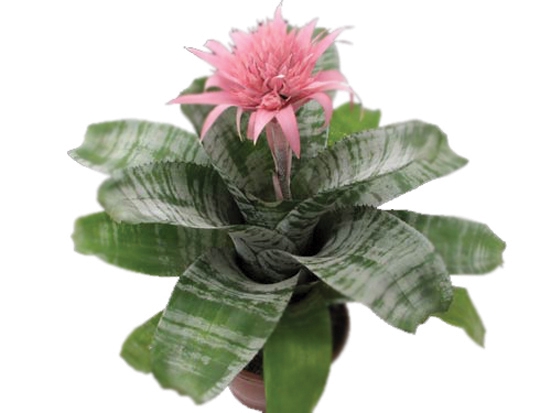 <h4>AECHMEA FASCIATA P17</h4>