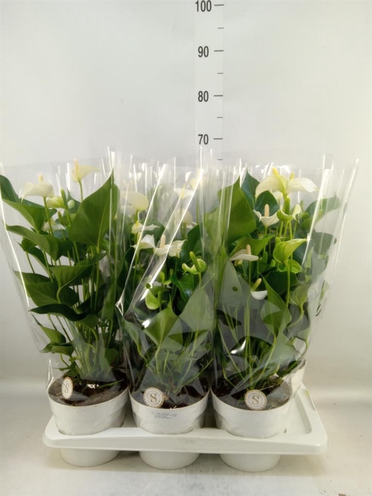 <h4>Anthurium andr. 'White Champion'</h4>