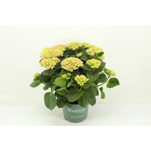 23 Hydrangea Magical Evolution Pink