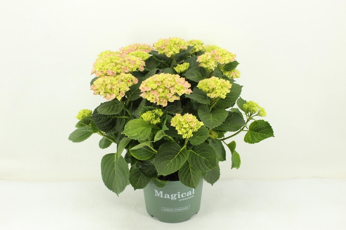 <h4>23 Hydrangea Magical Evolution Pink</h4>