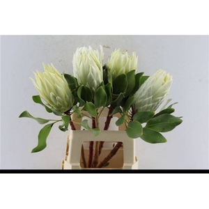 PROTEA CY FULL MOON