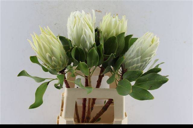 <h4>PROTEA CY FULL MOON</h4>