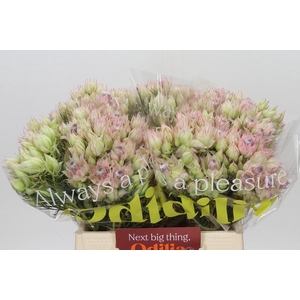 SERR BRIDAL PINK