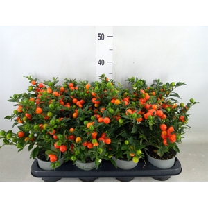 Solanum pseudocapsicum 'Bartoli'