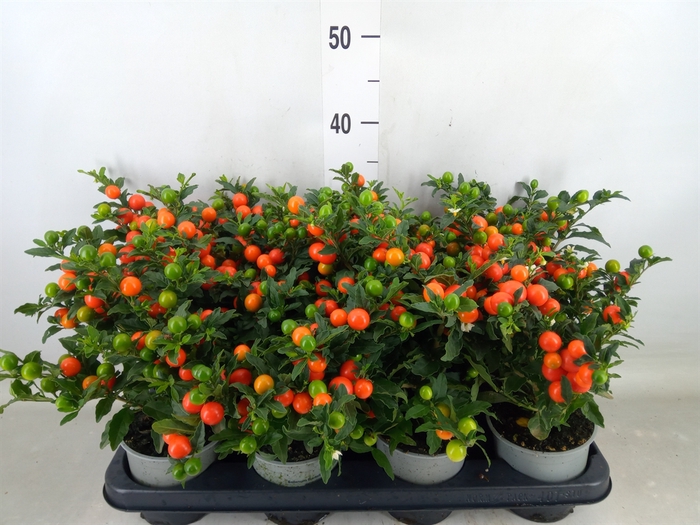 <h4>Solanum pseudocapsicum 'Bartoli'</h4>