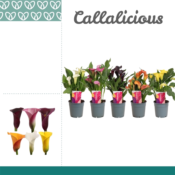 <h4>Zantedeschia Callalicious® korte mix 12cm</h4>