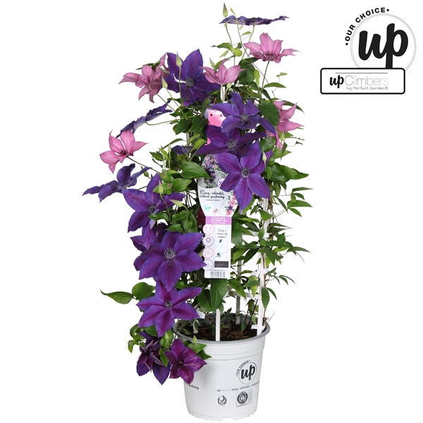 <h4>Clematis Double Up roze-blauw (Giselle + Masa) P23</h4>