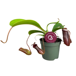 Nepenthes Lowii 8,5 cm