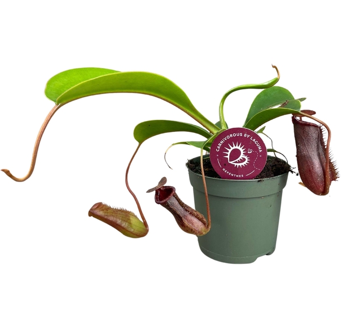<h4>Nepenthes Lowii 8,5 cm</h4>