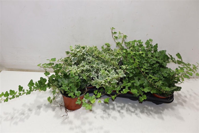 <h4>arr8 Hed He Gem 2 Srt</h4>