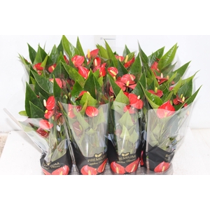 ANTHURIUM MINI MILLION FLOWERS P09