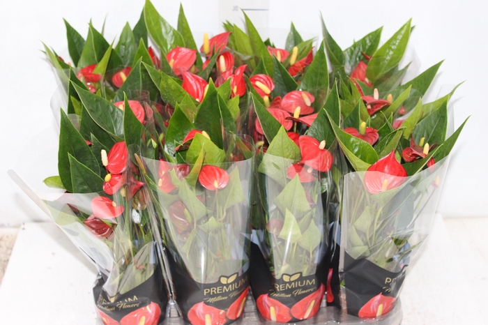 <h4>ANTHURIUM MINI MILLION FLOWERS P09</h4>