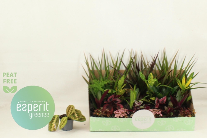 <h4>KAMERPL GEM OV</h4>