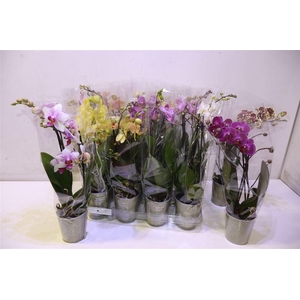 Phal Gem