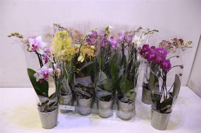 <h4>Phal Gem</h4>
