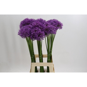Allium Gladiator