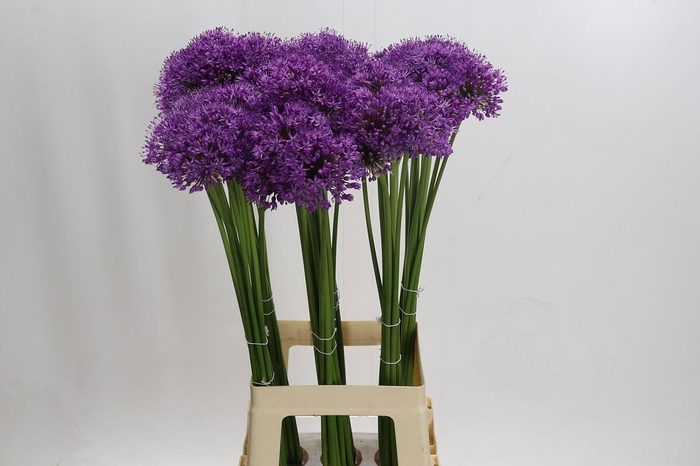 <h4>Allium Gladiator</h4>