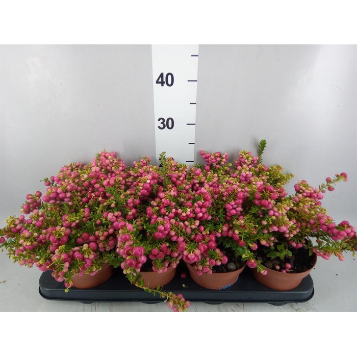 <h4>Gaultheria   ...red berry</h4>