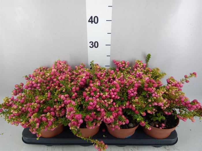 Gaultheria   ...red berry