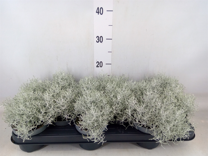<h4>Leucophyta brownii</h4>