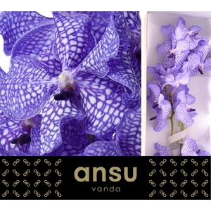 Vanda Kanchana Delft Blue