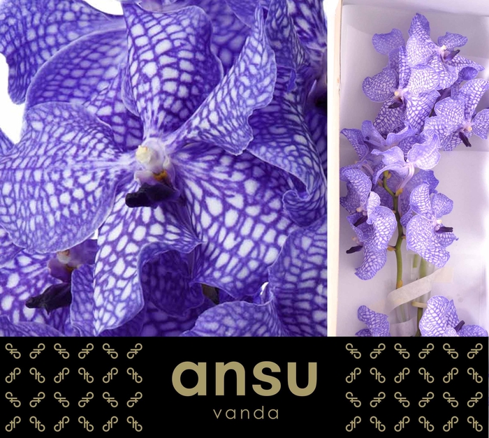 <h4>Vanda Kanchana Delft Blue</h4>