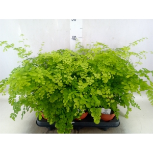 Adiantum raddi. 'Fragrans'