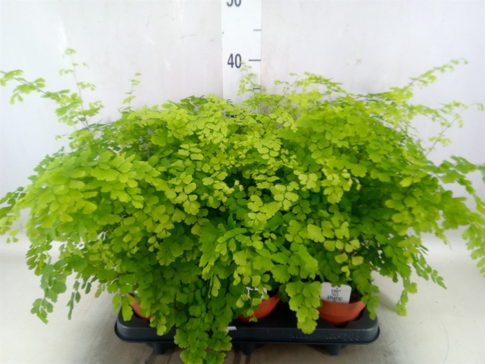 <h4>Adiantum raddi. 'Fragrans'</h4>