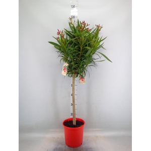 Nerium oleander   ...