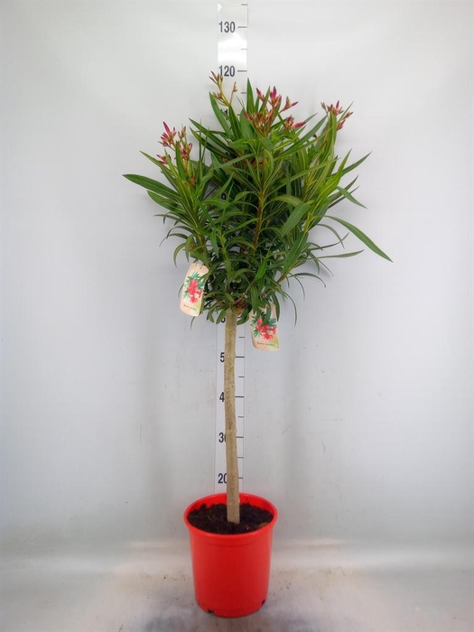 <h4>Nerium oleander   ...</h4>