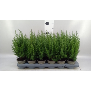 Juniperus chinensis 'Stricta'
