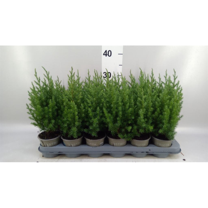 <h4>Juniperus chinensis 'Stricta'</h4>