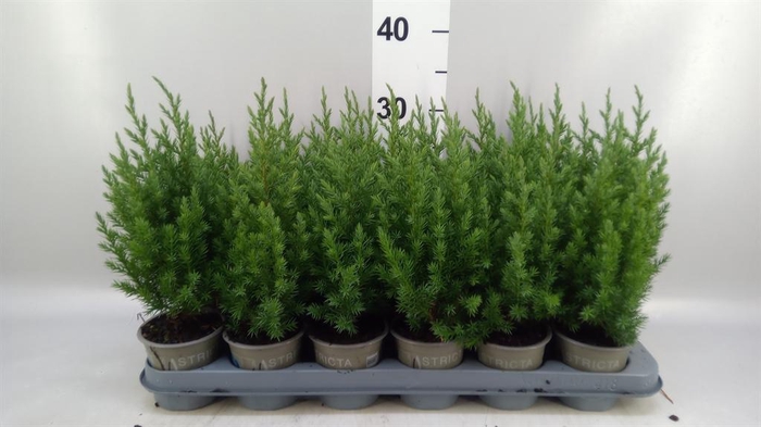 Juniperus chinensis 'Stricta'
