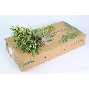 Dracaena Sanderiana White