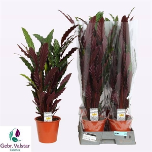 Calathea Rufibarba Wavestar 19Ø 95cm
