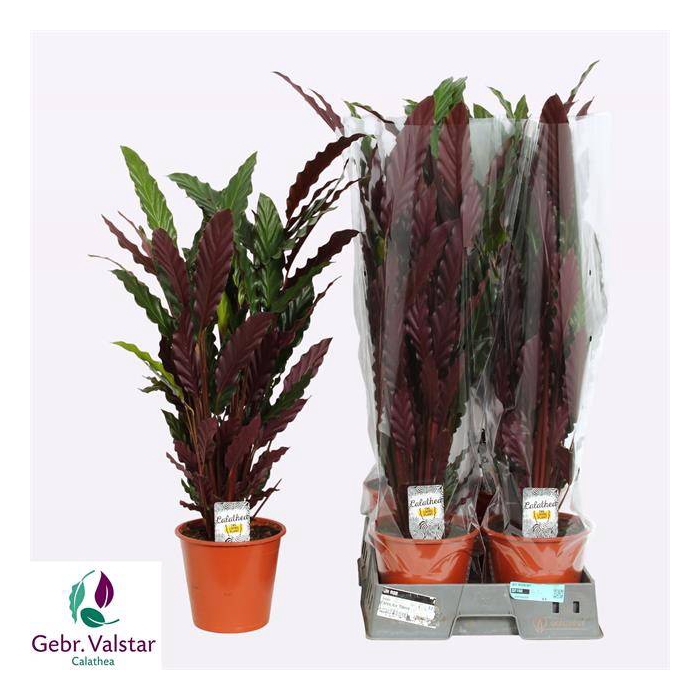 <h4>Calathea Rufibarba Wavestar 19Ø 95cm</h4>