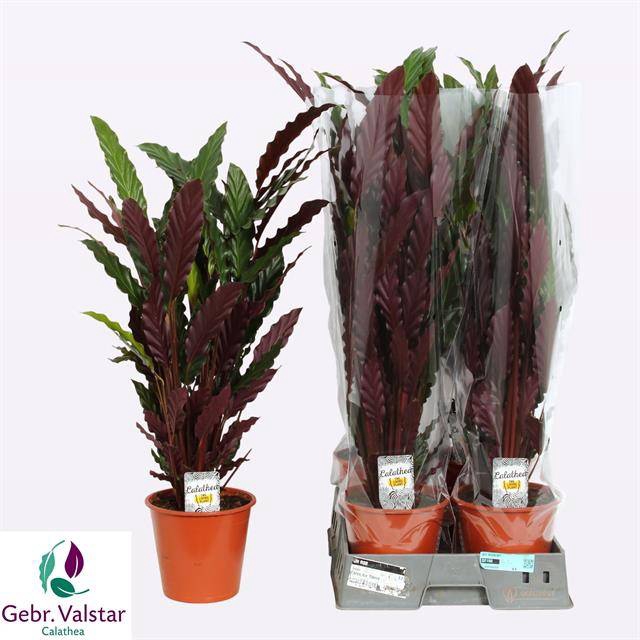 Calathea Rufibarba Wavestar 19Ø 95cm